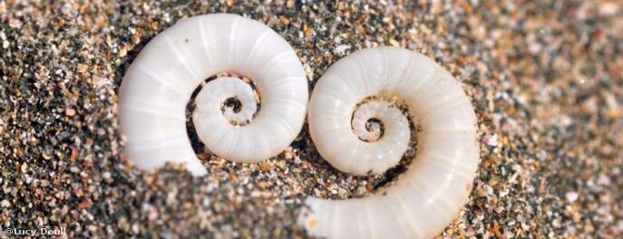  The pearly white Ram's Horn Shell, spirula spirula, is internal to the body of a small squid.   