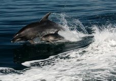 Explore NZ: Dolphin/Sail Adventure Combo :: click here for more information