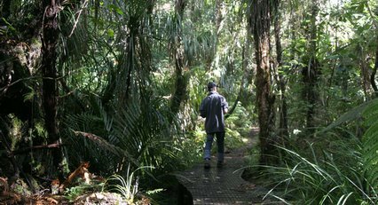 NZ Kauri Rainforest