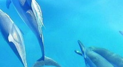 DOLPHINS ENROUTE