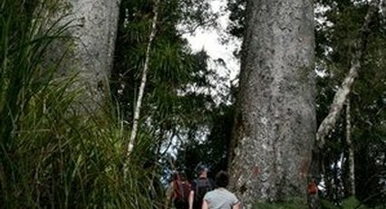 Guided Kauri Rainforest Walks