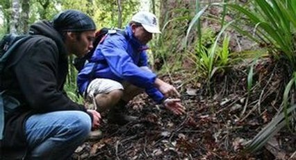 Guided NZRainforest Experience