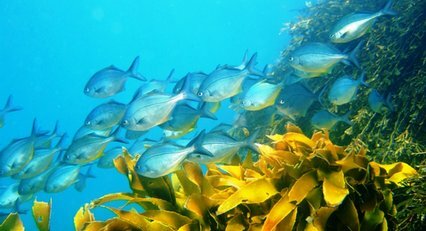 Bay of Islands reef dive
