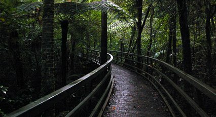 Puketi Forest